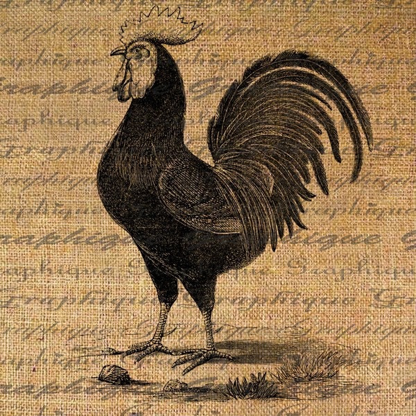 French Rooster Bird Digital Image Download Transfer To Pillows Totes Tea Towels Burlap No.1843