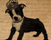 Adorable BOSTON TERRIER Puppy DOG Crown Digital Collage Sheet Download Burlap Fabric Transfer Iron On Pillows Totes Tea Towels No. 1321