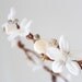 Seashells Starfish & Jasmin, Beach Wedding Flower Crown, White Tiara, wedding accessory, bridal headpiece - LAYLA -
