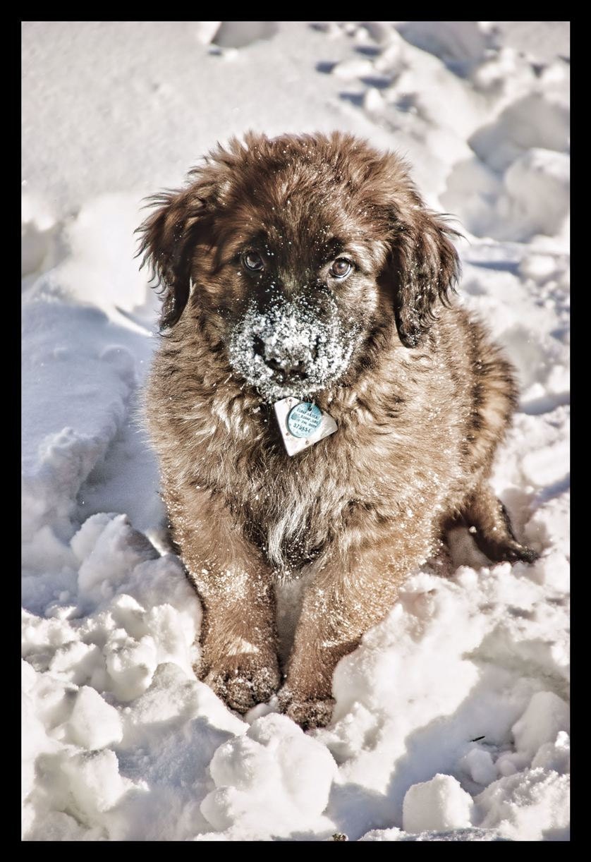 Leonberger Blank Card - Fine Art Photo