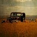 Golden Prairies 8x8 Fine Art Photo