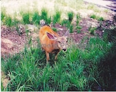 Mule Deer Minnie, 8x10 Color Nature Photograph, Great Basin Desert Nevada, Animal, Fine Art Print, Wall Decor