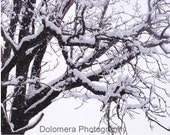 Snow-covered Tree Branches