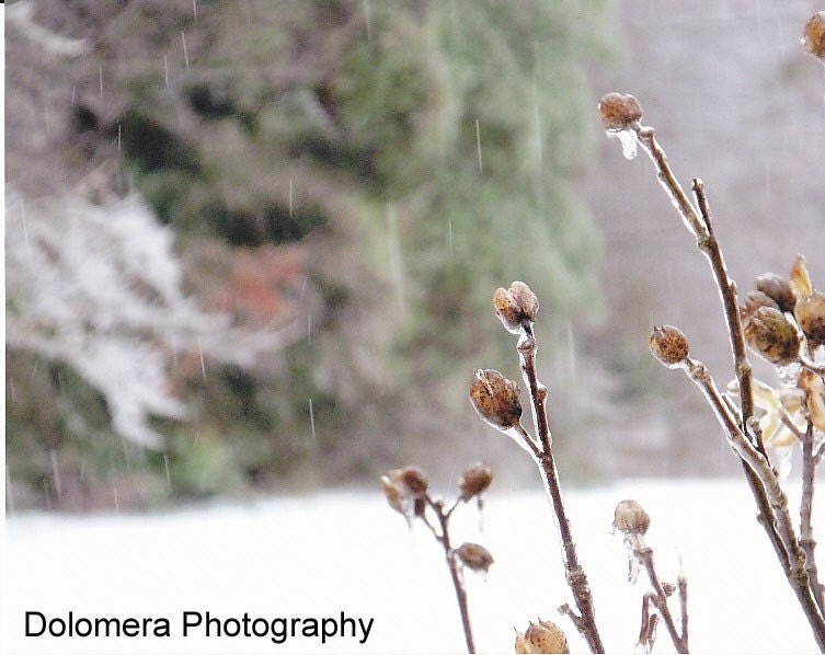 Frozen Raindrops on Winter Bushes, 8x10 Color Nature Photograph, North Carolina Mountains, Ice, Snow, Wall Art, Decoration