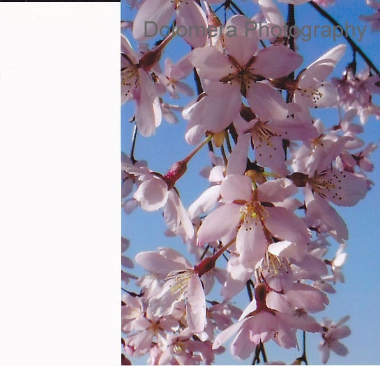 New Beginnings, Weeping Cherry Blossoms, 5x7 Color Photograph