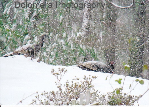 Turkeys in the Snow, 5x7 Color Nature Photograph, North Carolina Mountains