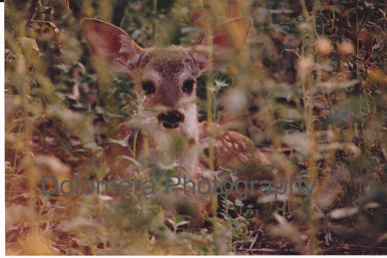 Camouflaged Fawn, 8x10 Color Wildlife Photograph, Chiricahua National Monument, Arizona, Fine Art Nature Print, Deer, Animal, Wall Decor
