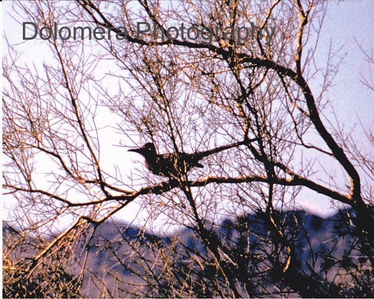 Roadrunner in Tree, 8x10 Color Nature Photograph, Arizona Desert Bird