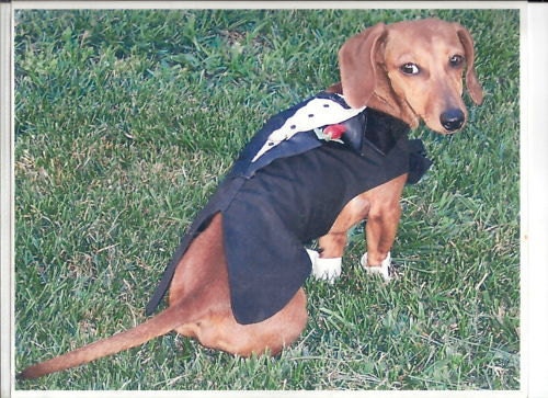 Small Dog Tuxedo Wedding Costume comes in Toy, Small and Medium