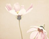 Flower Photography: Sisters Art 5x5 Fine Art Photography Shabby Chic Soft Pink Nature Wall Art botanical art prints nature photos - MarianneLoMonaco