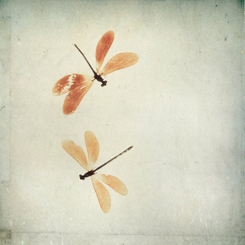 Dragonfly Print: Dragonflies 5x5 Fine Art Photography wall art decor yellow orange macro