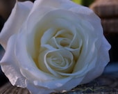 flower photography white ivory green brown tan rose / IN STOCK / 5x7 Fine Art Photograph / Twinkling
