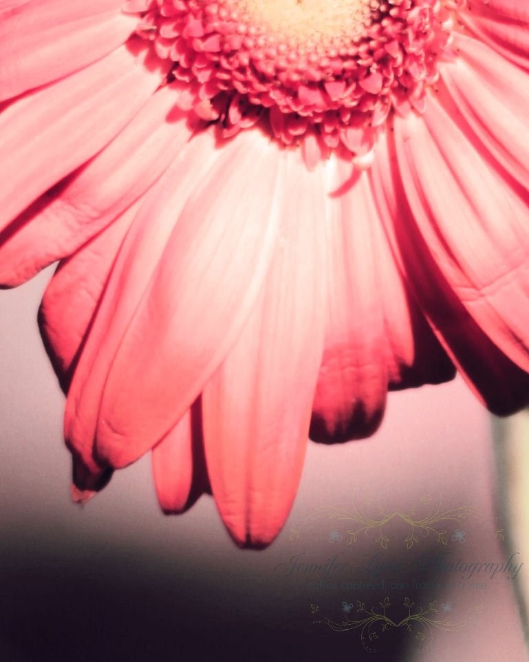 flower photography pink yellow green daisy / IN STOCK / 8x10 Fine Art Photograph / After All