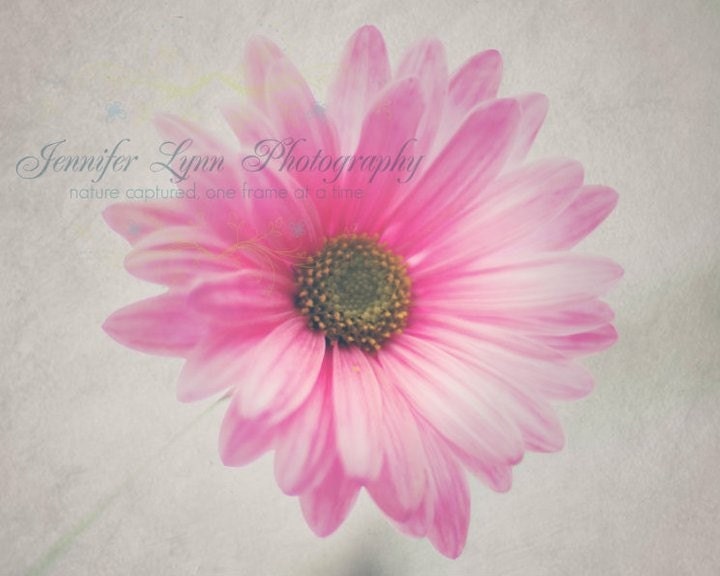 flower photography blush pink green yellow ivory tan daisy / IN STOCK / 5x7 Fine Art Photograph / Daisy Shine