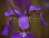 flower photography purple violet green brown white / 8x10 Fine Art Photograph / Purple Iris n2