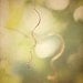 At The Vines n1 / 8x10 Fine Art Photograph /  Grape Vines / Green / Tan / gold / Ivory