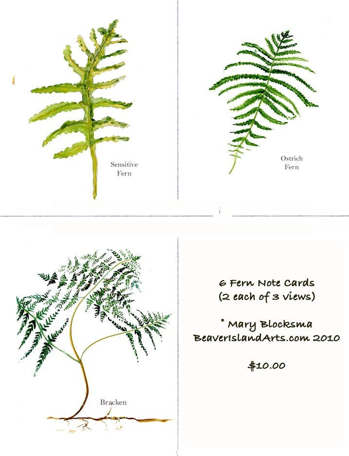 Fern Note Cards Assortment 13