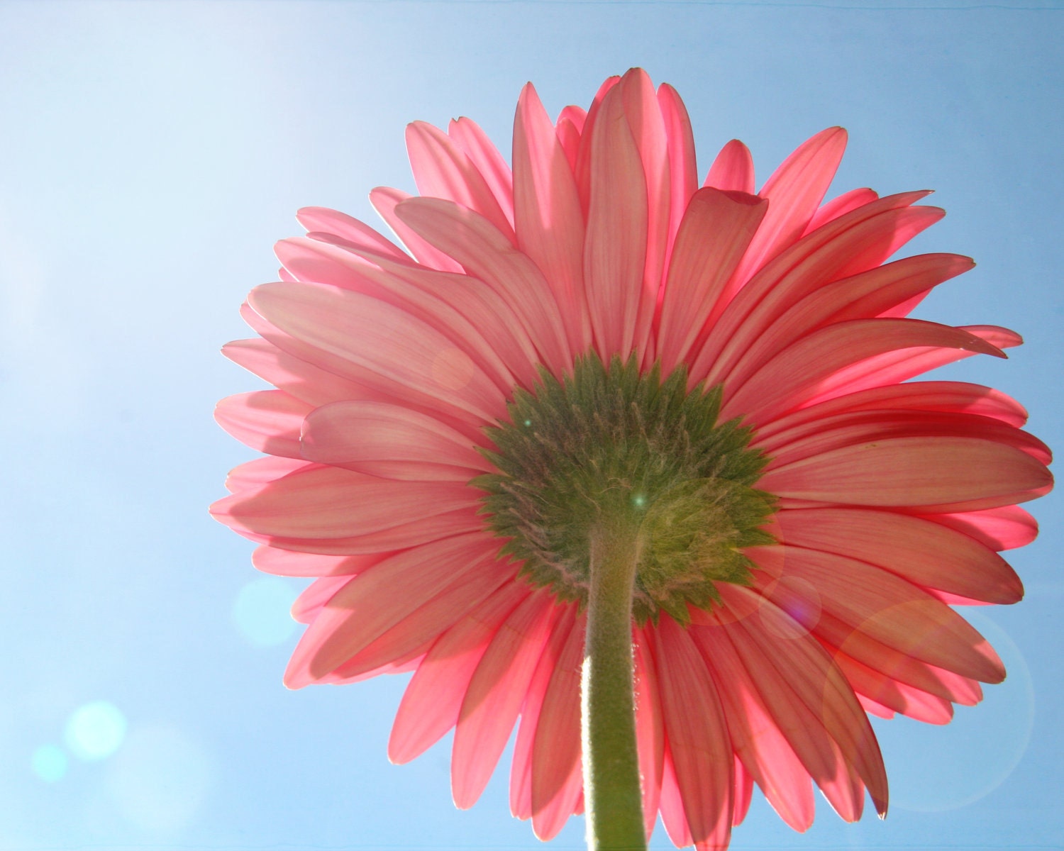 flower photo, pink flower photo, gerber daisy, pink, pretty in pink, blue, lensflare, bokeh, spring, summer, 8x10 photograph, sunshine