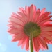 flower photo, pink flower photo, gerber daisy, pink, pretty in pink, blue, lensflare, bokeh, spring, summer, 8x10 photograph, sunshine