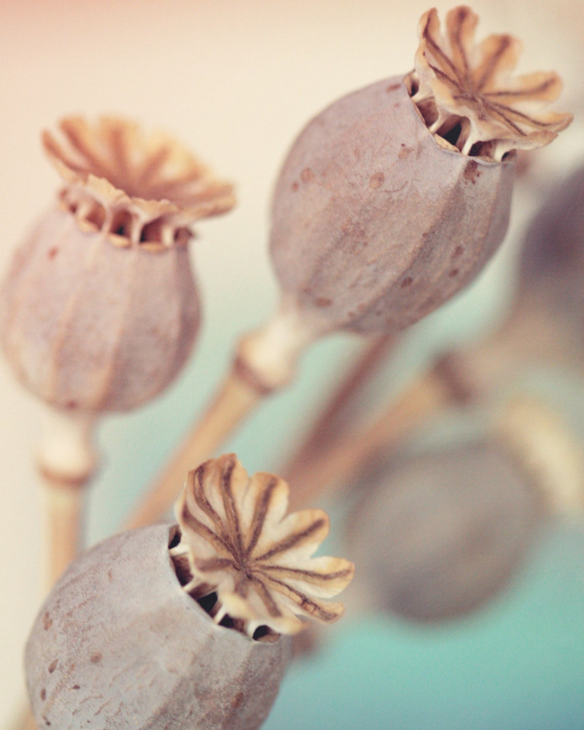 Dried Poppy