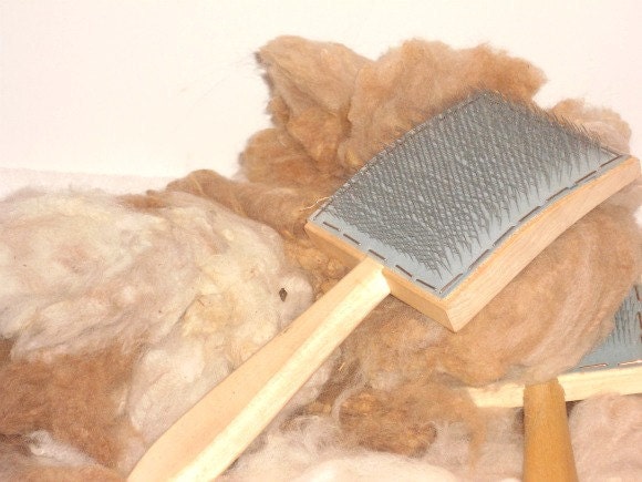 Raw Alpaca fleece tan white fiber spinning fiber from Colorado alpaca Marlo