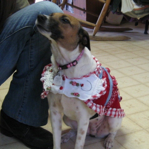 Reconstructed Recycled EcoFriendly Prototype Custom Dog Apparel Coat Dress Reserved