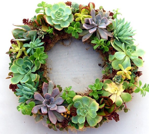 Succulent Wreath Rainbow Garden 14"