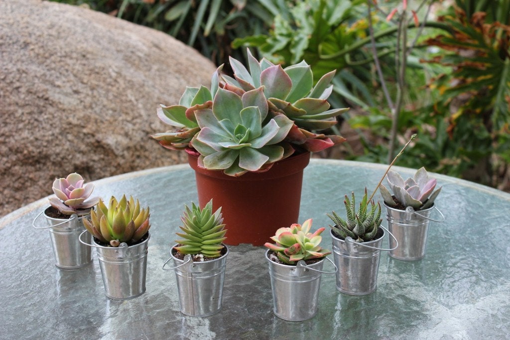 Wedding Favor One (1) KIWI Succulent and Pail Sample   awesome for wedding fand party favors