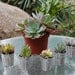 Wedding Favor Succulents 100 With 100 Adorable Silver Pails Perfect for party gifts and decor succulent