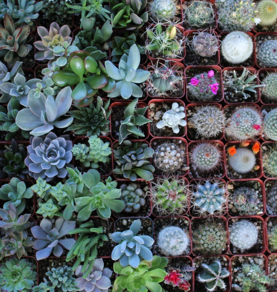 Succulent & Cactus Collection  TWENTY (20) Awesome for Party or Wedding Favors and Gifts succulents plants lot