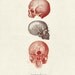 Vintage Human Anatomy "L'anatomie Humaine" Print 8x10 P23