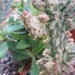 Upcycled Broken Pot Cactus/ Succulent Garden