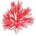 Sea Coral in Ruby II Print