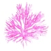 Sea Coral in Pink II Print 11x14