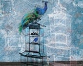 Quirky Peacock and Birdcage Limited Edition Illustration Print plus FREE WORLDWIDE SHIPPING