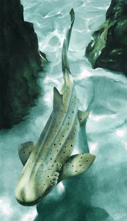 Zebra shark - 8 x 13.5 print