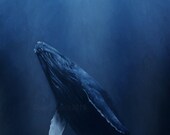 Humpback whale - 8.5 x 20 print