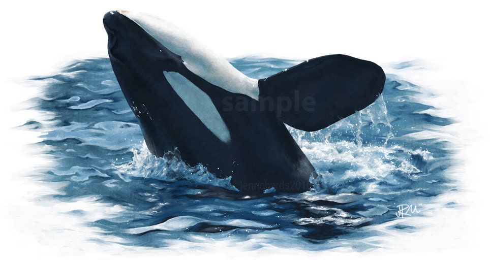 Sumar, orca - 18 x 12 print