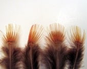25 Golden Feathers Pheasant natural yellow    GPS-001