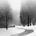 Black and white landscape photography / winter, snow, white, / Willow Creek, 8 x 10 print
