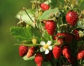 Fine Art Photography print, nature photography.  Strawberry Time  by DMpics on Etsy