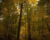 Yellow Leaf Road Path Green Fine Art Fall Foliage Photography