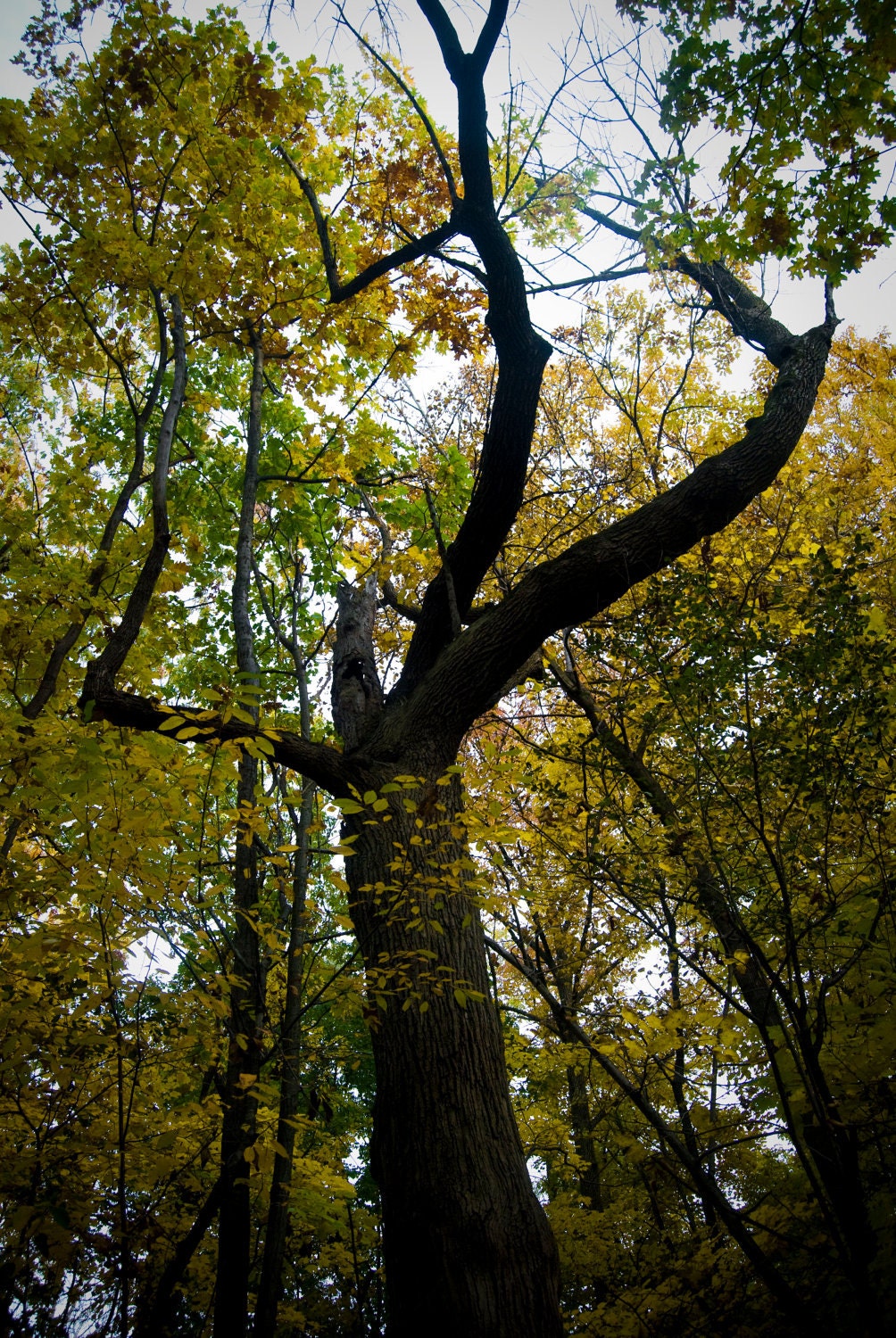 Reach for the Sky Green Yellow Leaf Tree Fine Art Fall Foliage Photography