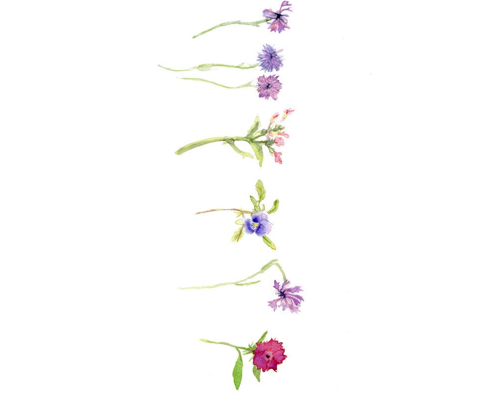 Colorado Wildflowers, Original Watercolor Painting 11 x 15"