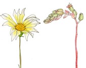 Fine Art Watercolor Illustration, Daisy and Cactus, 8x10 Eco Friendly Print