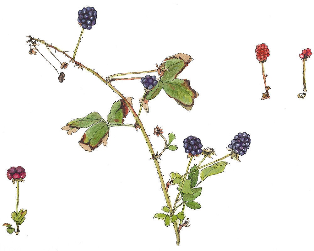 Wild Blackberries, Botanical Print, 8 x10"