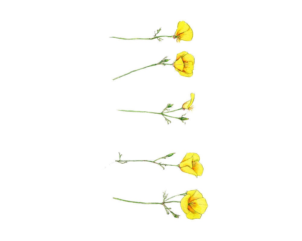 Yellow California Poppies, Eco Friendly Print 5x7