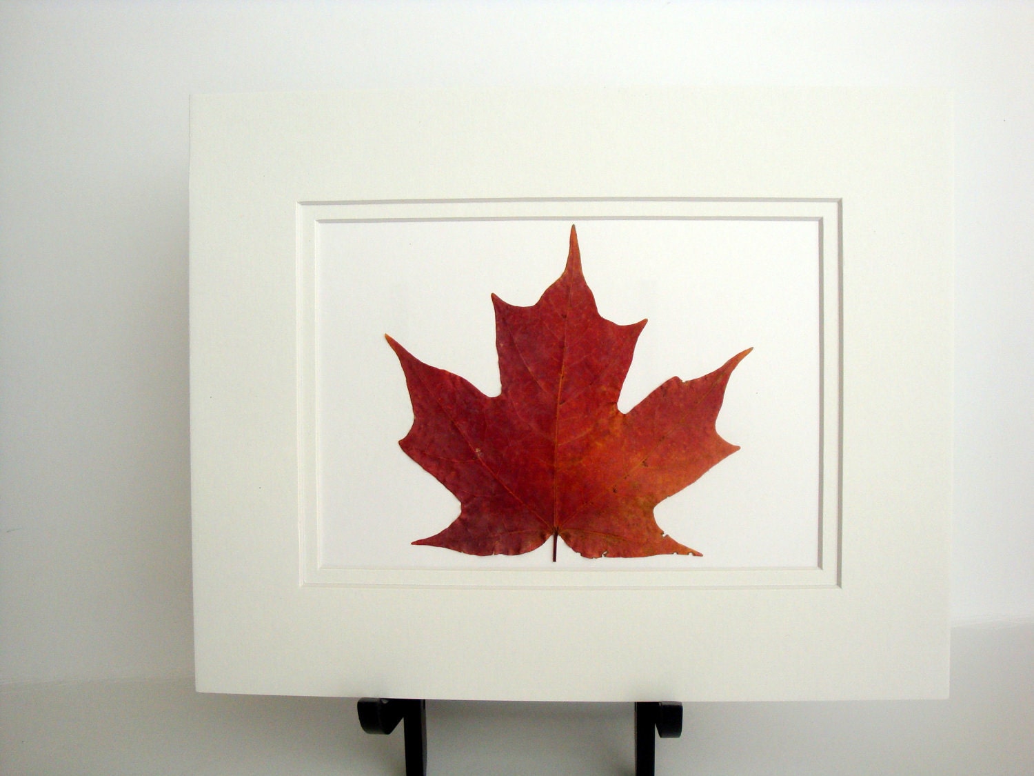 Rich red maple leaf-- unframed and matted