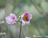 Pink Flower with Bumble Bee