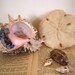 Vintage Coastal Home Sand Dollar Ocean Shell Collection